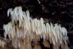 Mucronella fusiformis