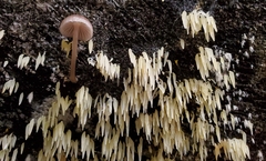 Mucronella fusiformis