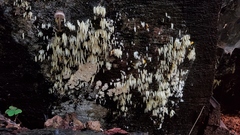 Mucronella fusiformis