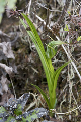 Pterostylis irsoniana