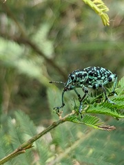 Chrysolopus spectabilis