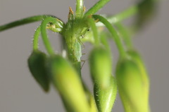 Macrosiphum euphorbiae