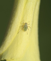 Macrosiphum euphorbiae