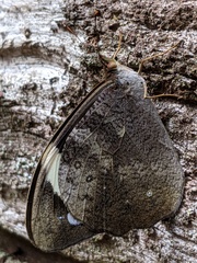 Heteronympha mirifica
