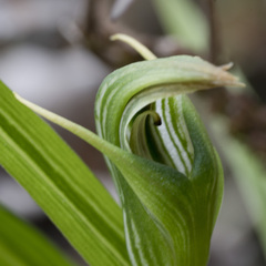 Pterostylis irsoniana