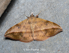 Anticarsia irrorata