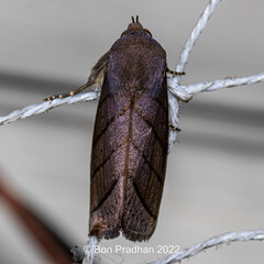 Asta quadrilinea