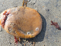 Aplidium californicum