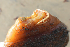 Aplidium californicum