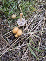 Protostropharia semiglobata