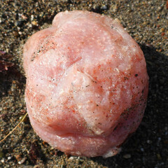 Aplidium californicum