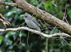 Colluricincla harmonica harmonica