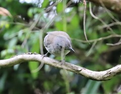 Colluricincla harmonica harmonica