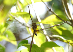 Hydrobasileus brevistylus