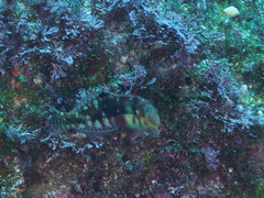 Halichoeres nebulosus