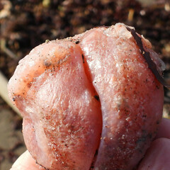 Aplidium californicum