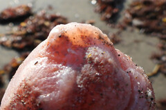Aplidium californicum