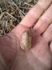 Mantis religiosa religiosa