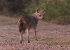 Canis aureus indicus