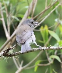 Colluricincla harmonica harmonica
