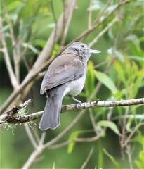 Colluricincla harmonica harmonica