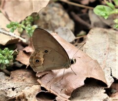 Hypocysta pseudirius