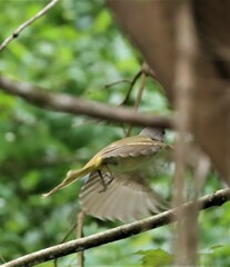 Pachycephala pectoralis