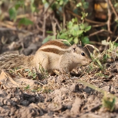 Funambulus pennantii