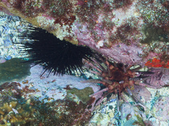 Phyllacanthus parvispinus