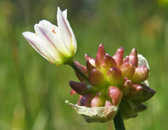 Allium geyeri tenerum