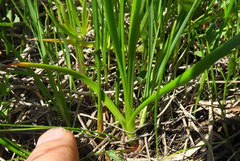 Allium geyeri tenerum