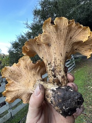 Cantharellus californicus