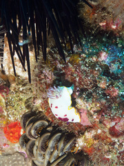 Goniobranchus splendidus