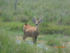 Blastocerus dichotomus