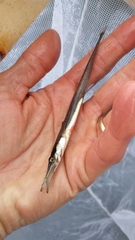 Aulorhynchus flavidus