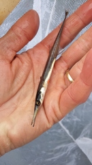 Aulorhynchus flavidus