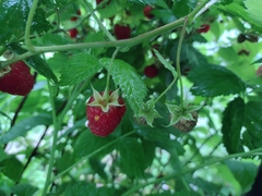 Phragmidium rubi-idaei