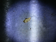 Salbia flabellalis