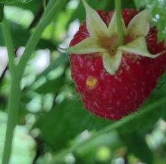 Phragmidium rubi-idaei