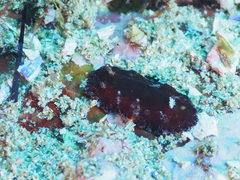 Platydoris sanguinea