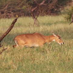 Boselaphus tragocamelus