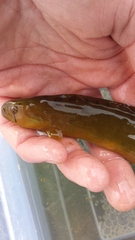 Apodichthys flavidus