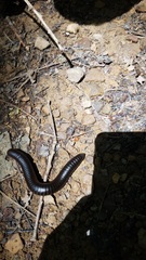 Narceus americanus