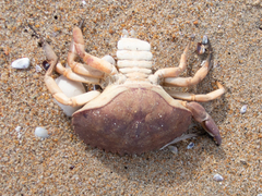 Metacarcinus anthonyi