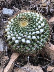 Mammillaria craigii