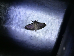 Herpetogramma servalis