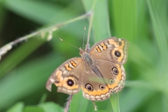Junonia
