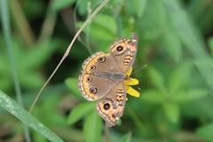 Junonia