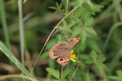 Junonia