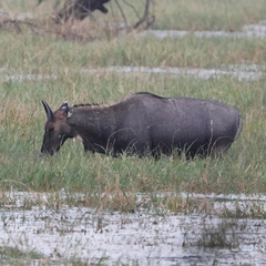 Boselaphus tragocamelus